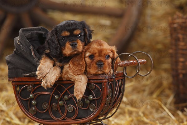 Cavalier King Charles Spaniel