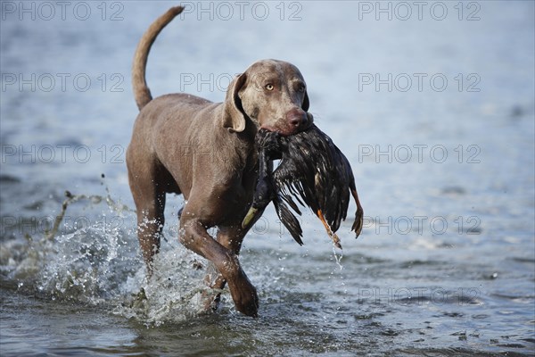 Weimaraner