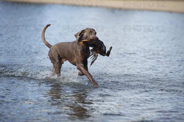 Weimaraner