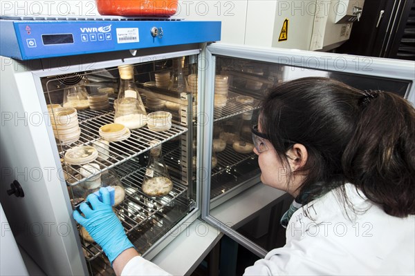 Laboratory technician examining samples in the laboratory at the Institute for Pharmaceutical Biology and Biotechnology at Heinrich Heine University Duesseldorf