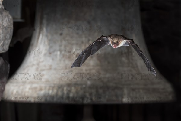 Greater mouse-eared bat