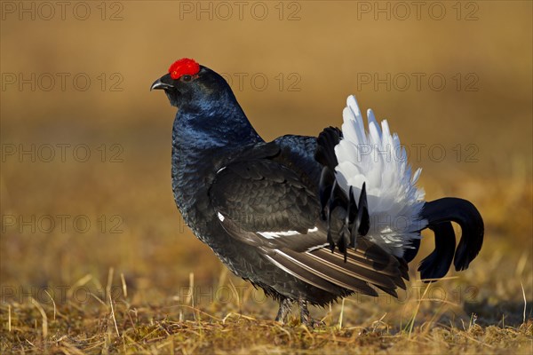 Black grouse