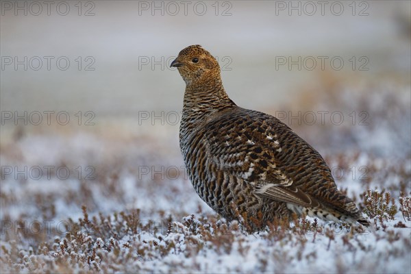 Black grouse