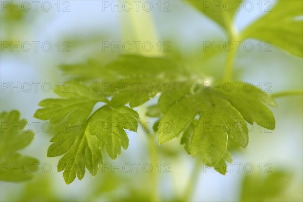 Garden chervil