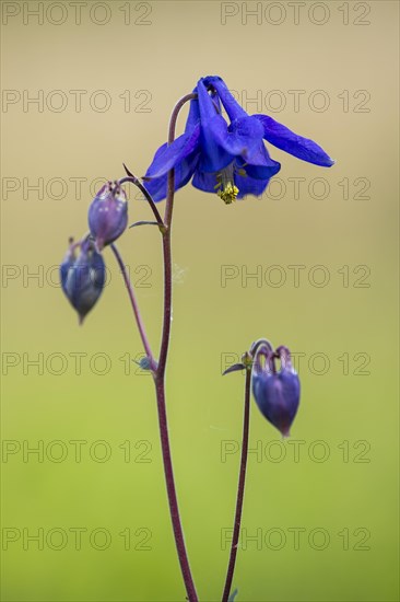 European columbine