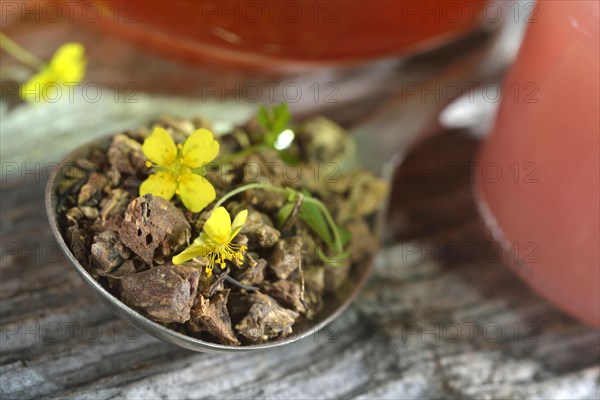 Potentilla erecta