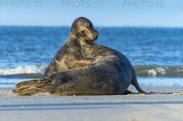 Grey Seal