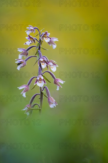 Marsh Helleborine