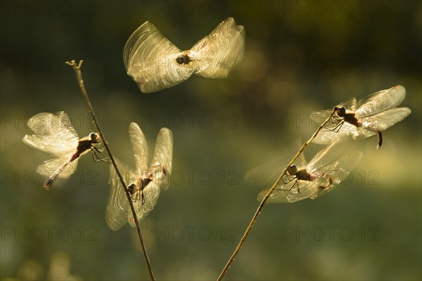 Spotted Darter