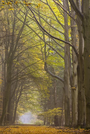 Jungle Baumweg