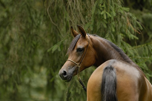 Arabian thoroughbred