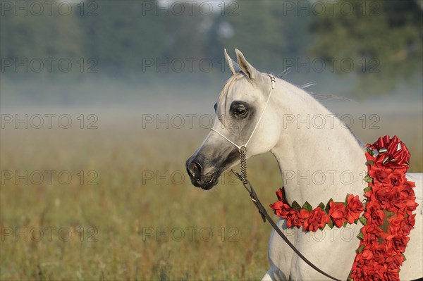 Arabian thoroughbred