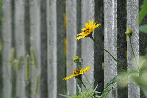 Yellow coneflower