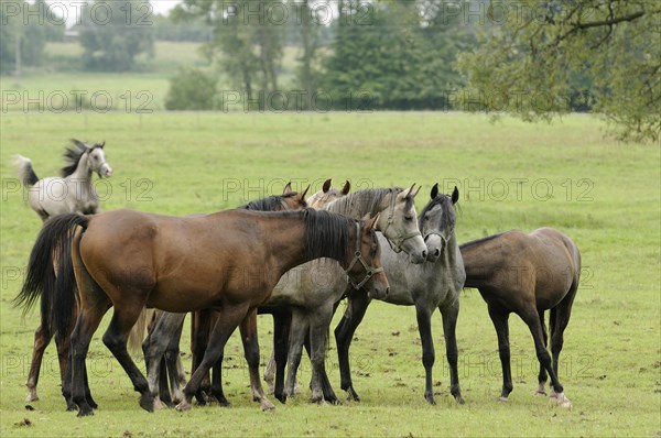 Arabian thoroughbred