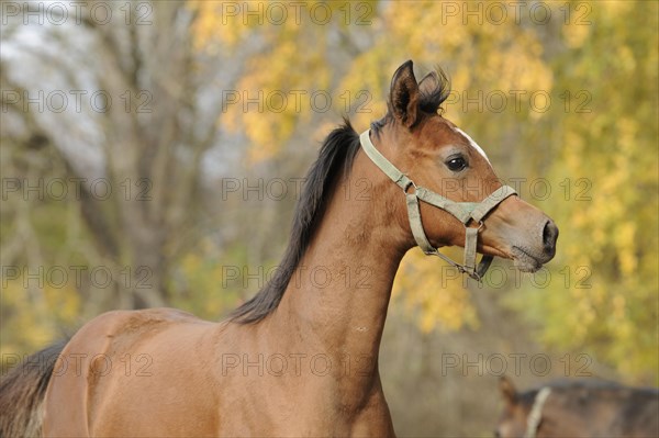 Arabian thoroughbred