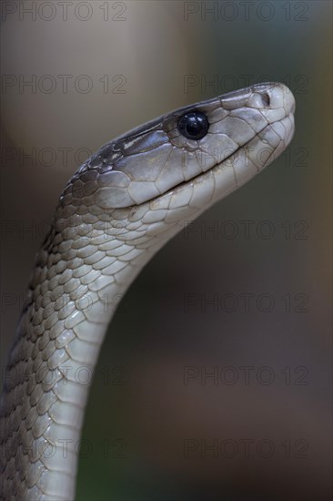 Black mamba