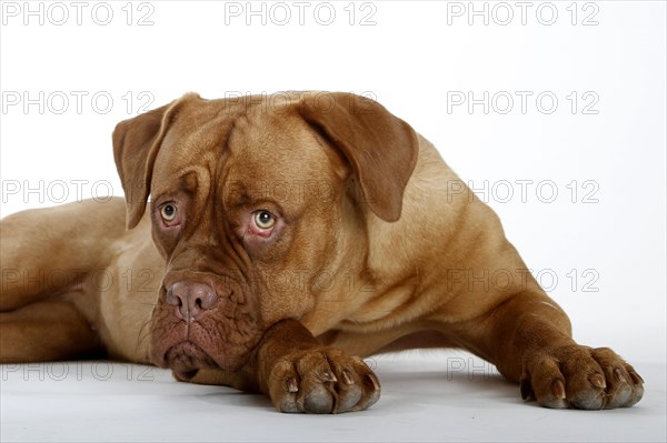 Dogue de Bordeaux