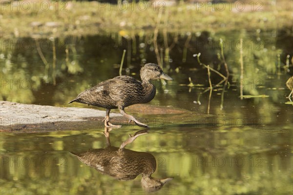 Black duck