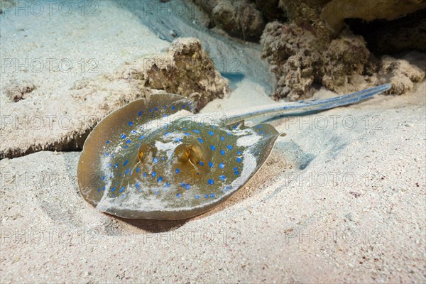 Bluespotted ribbontail ray