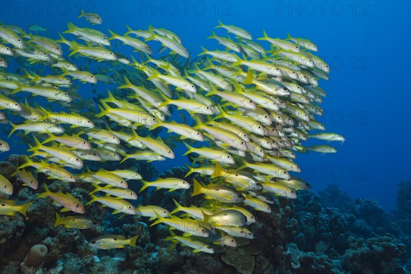 Shaol of Yellowfin Goatfish