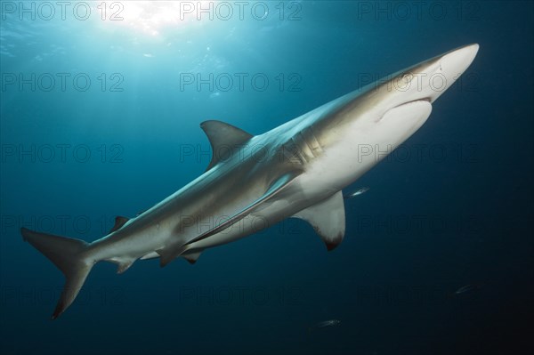 Blacktip Shark