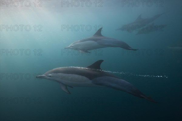 Common Dolphin