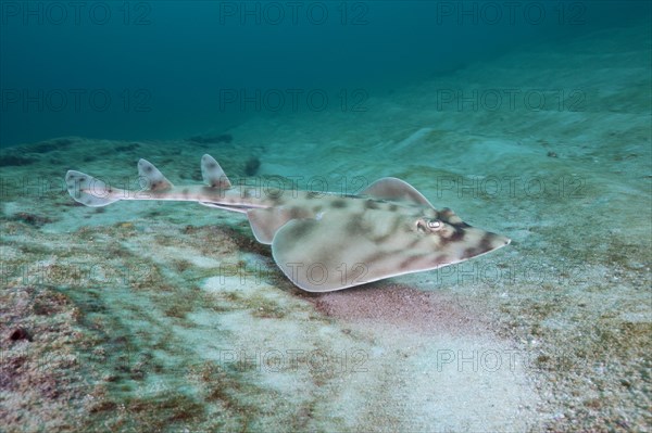 Banded guitarfish