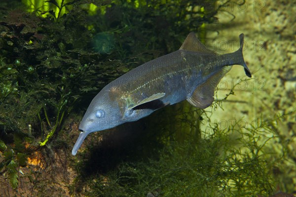 Elephant nose fish