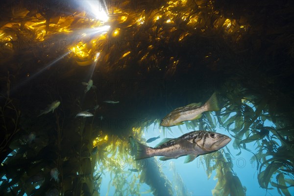 Kelp perch in kelp forest