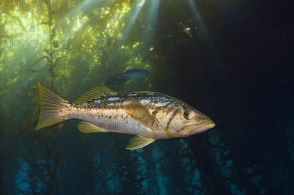 Kelp perch in kelp forest