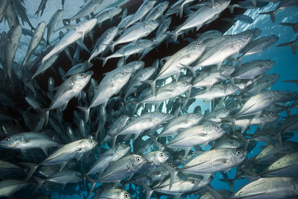 Shoal of bigeye spiny dogfish