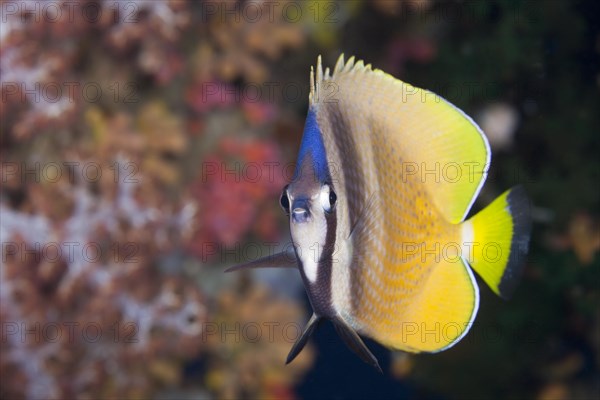 Sunburst Butterflyfish