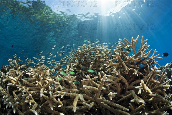 Chromis in coral reef