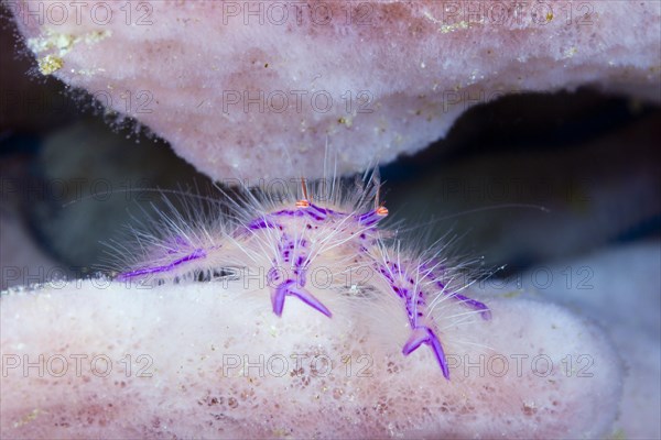 Hairy sponge crab