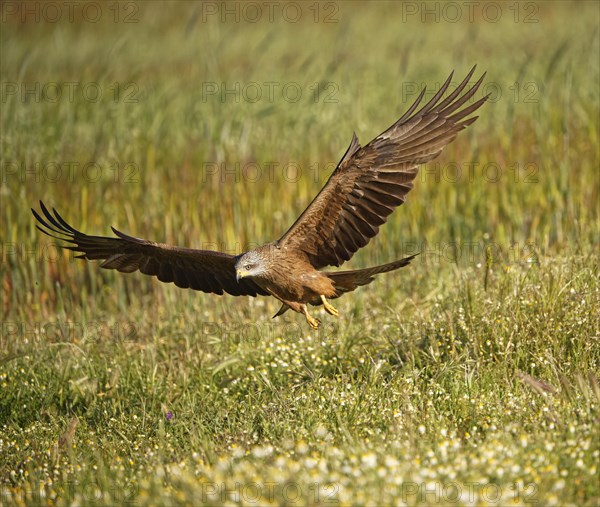 Black kite