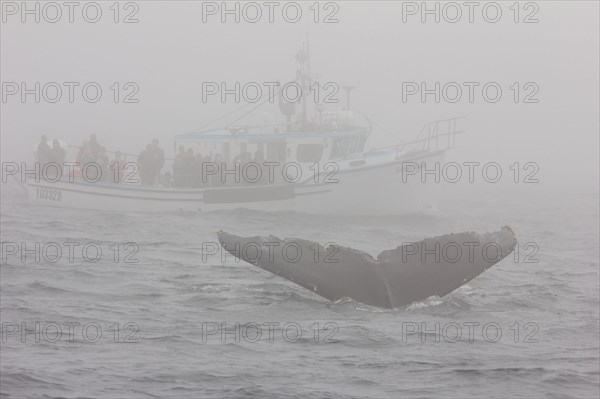 Humpback whale