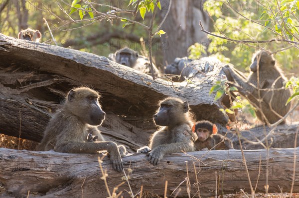 Chacma baboons