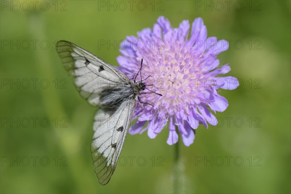 Male Black Apollo