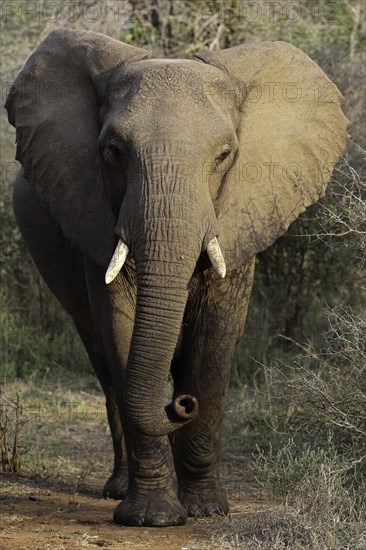 African elephant