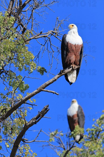 African fish eagle