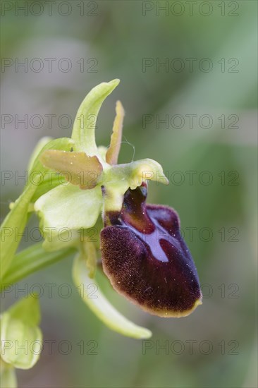 Large spiderwort