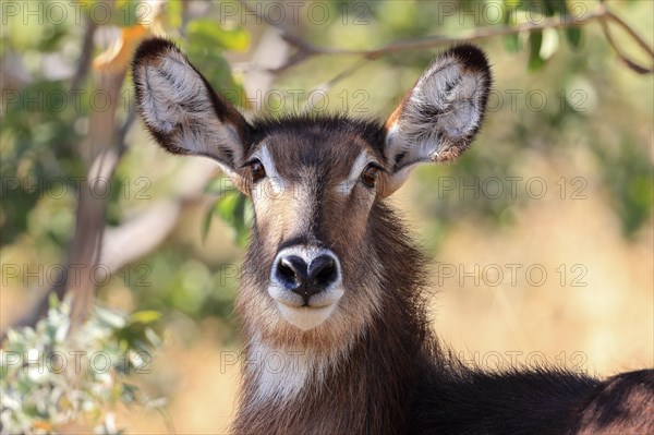 Common Ellipsen waterbuck