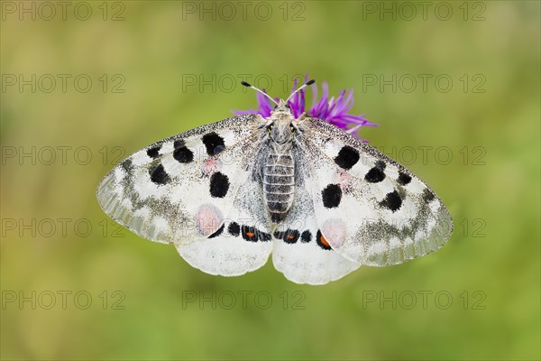 Red Apollo butterfly female