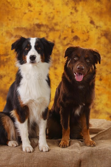 Australian Shepherds