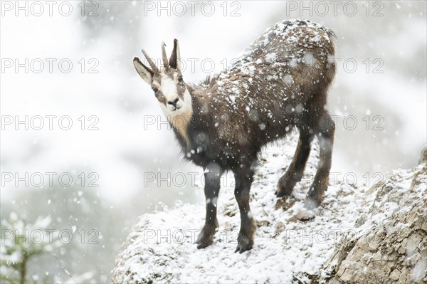 Chamois or chamois