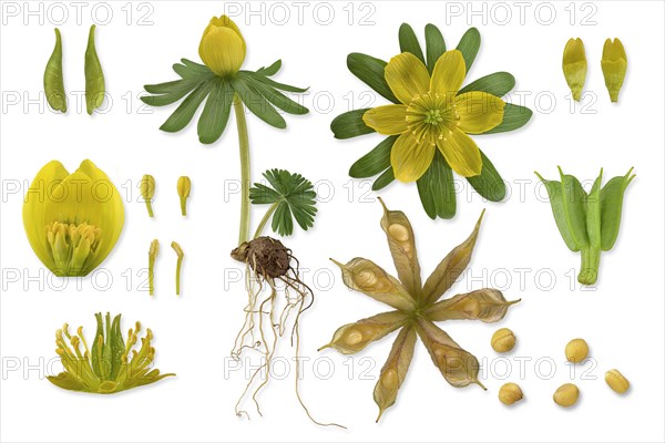 Winter aconite