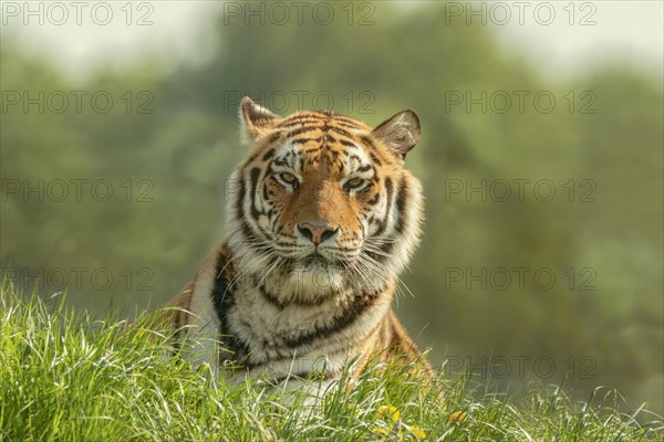 Siberian tiger