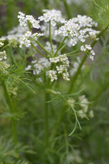 Caraway