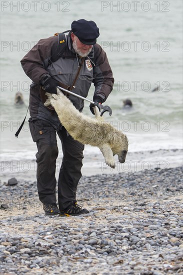 Grey Seal