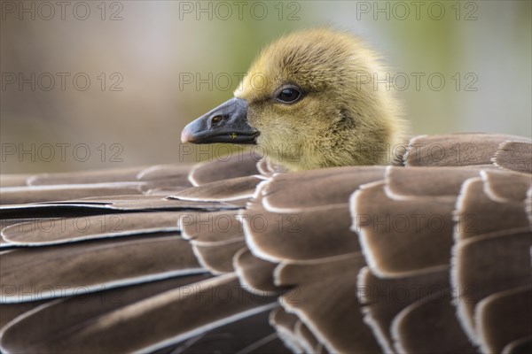 Greylag goose